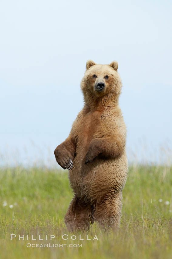 A brown bear mother (sow) stands in tall sedge grass to look for other approaching bears that may be a threat to her cubs. Lake Clark National Park, Alaska, USA, Ursus arctos, natural history stock photograph, photo id 19249