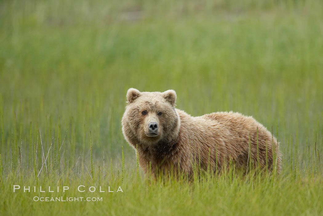 Coastal brown bear in meadow.  The tall sedge grasses in this coastal meadow are a food source for brown bears, who may eat 30 lbs of it each day during summer while waiting for their preferred food, salmon, to arrive in the nearby rivers. Lake Clark National Park, Alaska, USA, Ursus arctos, natural history stock photograph, photo id 19253