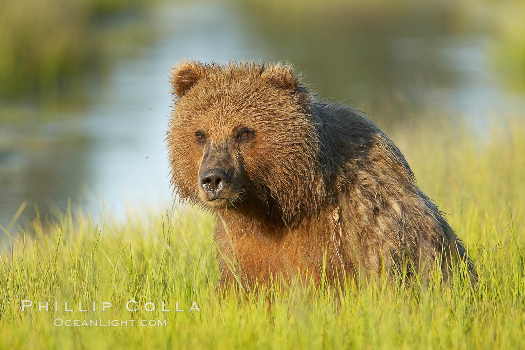 Portrait of a young brown bear, pausing while grazing in tall sedge grass.  Brown bears can consume 30 lbs of sedge grass daily, waiting weeks until spawning salmon fill the rivers. Lake Clark National Park, Alaska, USA, Ursus arctos, natural history stock photograph, photo id 19277