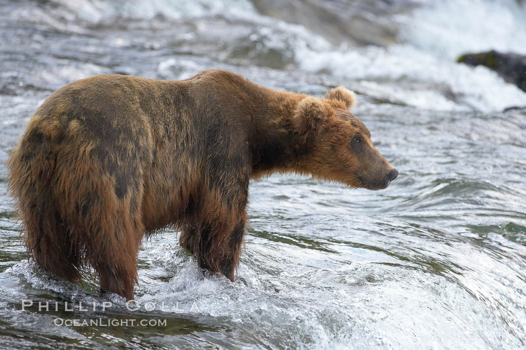 Brown bear (grizzly bear). Brooks River, Katmai National Park, Alaska, USA, Ursus arctos, natural history stock photograph, photo id 17150