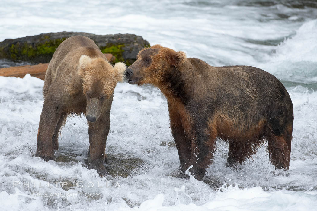 Brown bear (grizzly bear). Brooks River, Katmai National Park, Alaska, USA, Ursus arctos, natural history stock photograph, photo id 17158