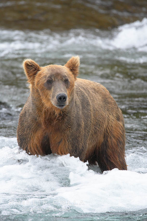 Brown bear (grizzly bear). Brooks River, Katmai National Park, Alaska, USA, Ursus arctos, natural history stock photograph, photo id 17182