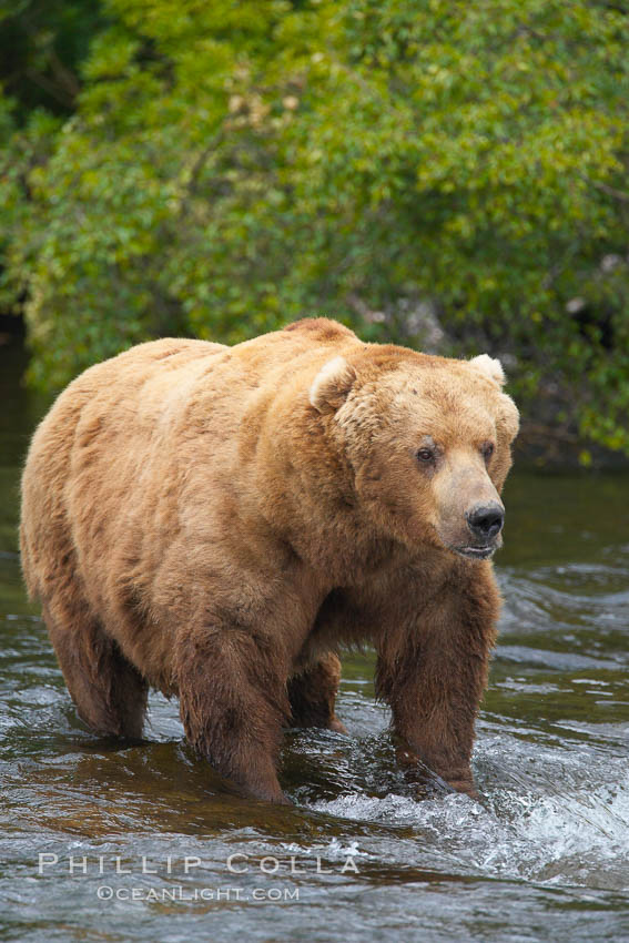 A large, old brown bear (grizzly bear) wades across Brooks River. Coastal and near-coastal brown bears in Alaska can live to 25 years of age, weigh up to 1400 lbs and stand over 9 feet tall. Katmai National Park, USA, Ursus arctos, natural history stock photograph, photo id 17194
