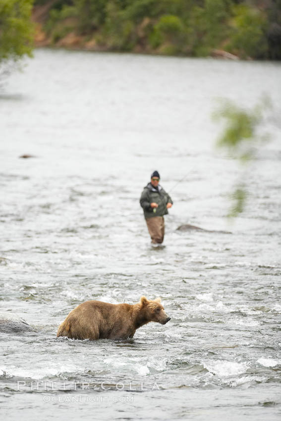 Brown bear shares the river with a fly fisherman, both searching for salmon running upstream to spawn in Naknek Lake. Brooks River. Katmai National Park, Alaska, USA, Ursus arctos, natural history stock photograph, photo id 17358
