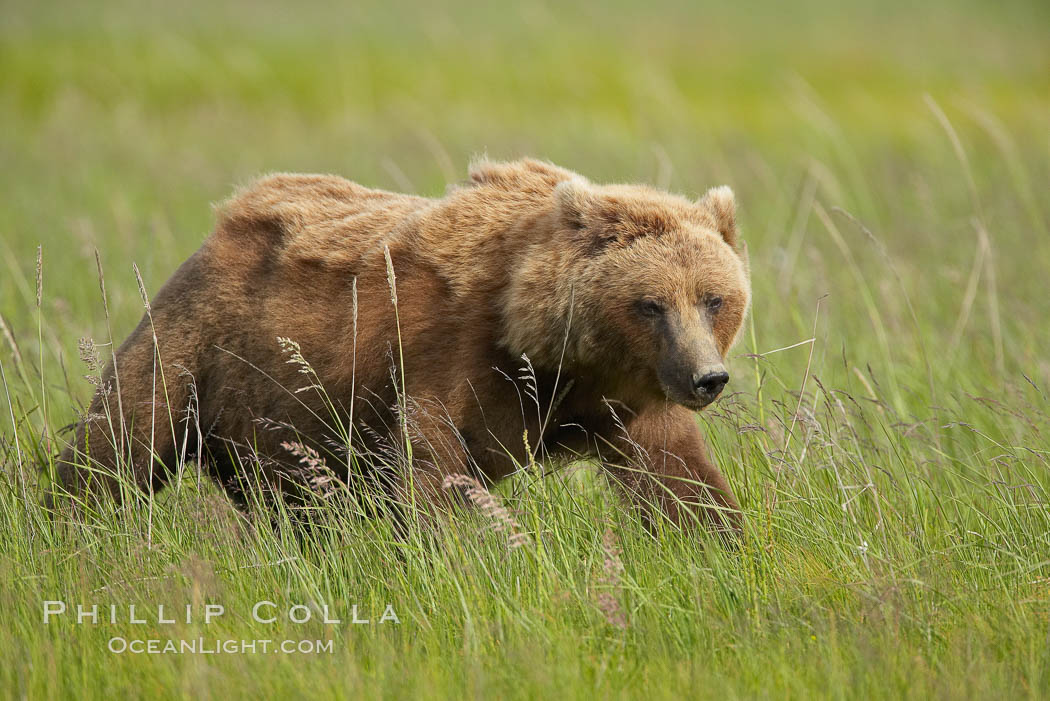 Coastal brown bear in meadow.  The tall sedge grasses in this coastal meadow are a food source for brown bears, who may eat 30 lbs of it each day during summer while waiting for their preferred food, salmon, to arrive in the nearby rivers. Lake Clark National Park, Alaska, USA, Ursus arctos, natural history stock photograph, photo id 19138