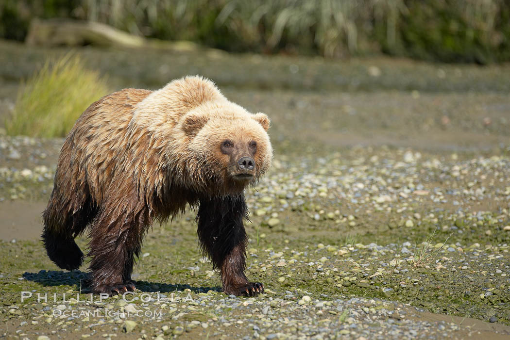 Coastal brown bear walks in Silver Salmon Creek. Lake Clark National Park, Alaska, USA, Ursus arctos, natural history stock photograph, photo id 19146