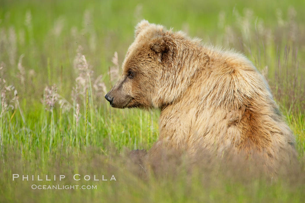 Coastal brown bear. Lake Clark National Park, Alaska, USA, Ursus arctos, natural history stock photograph, photo id 20910