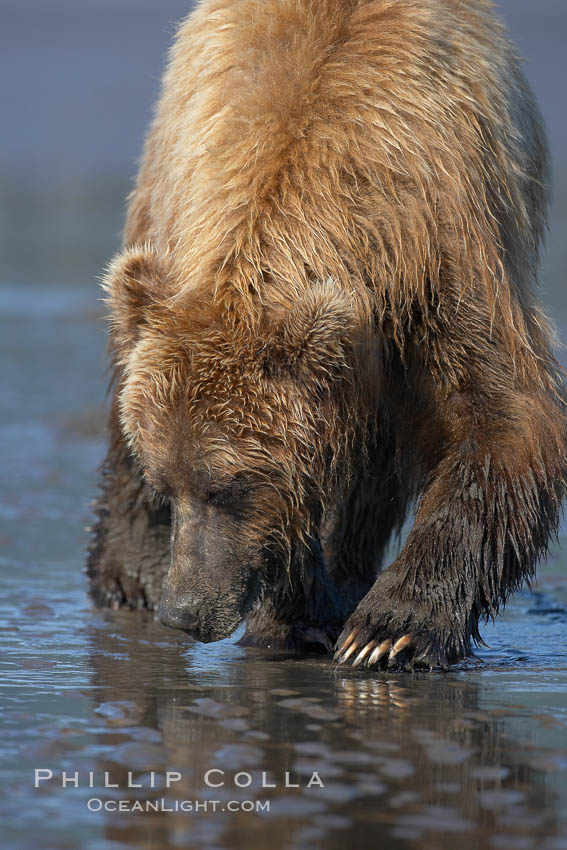 Coastal brown bear. Lake Clark National Park, Alaska, USA, Ursus arctos, natural history stock photograph, photo id 20914