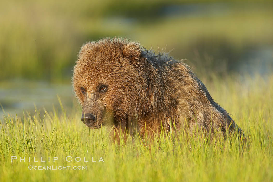 Coastal brown bear. Lake Clark National Park, Alaska, USA, Ursus arctos, natural history stock photograph, photo id 20918