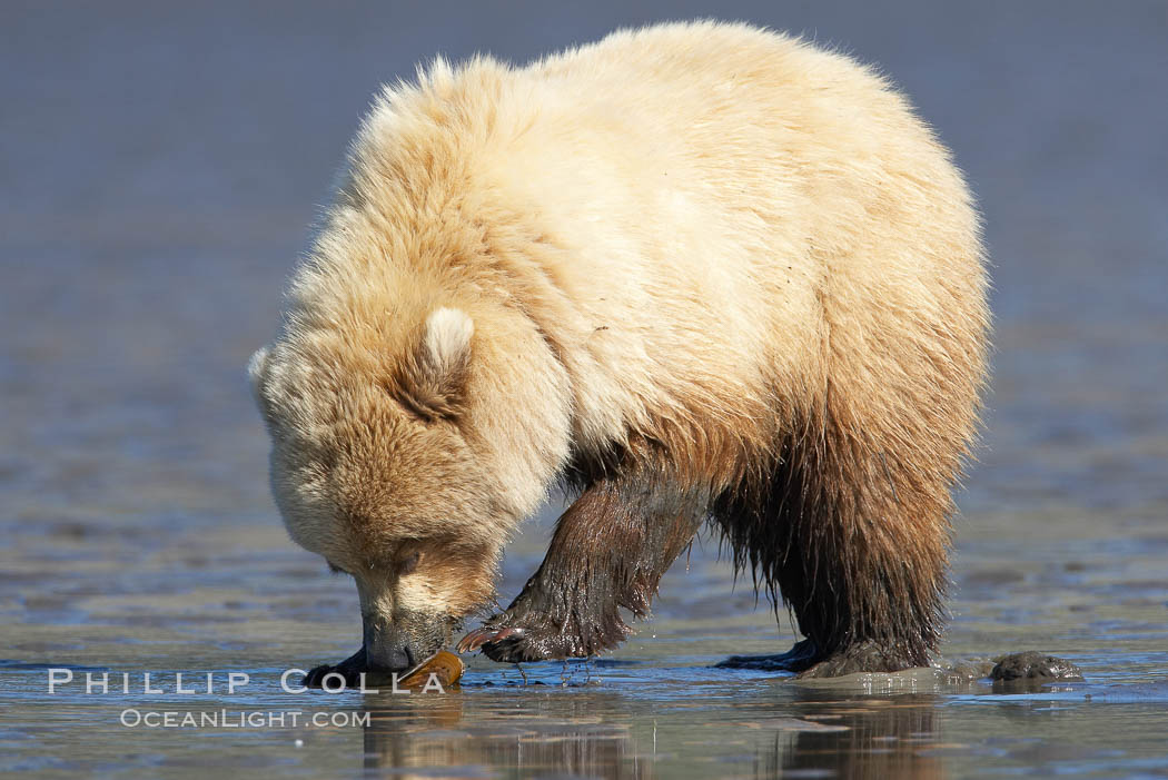 Coastal brown bear. Lake Clark National Park, Alaska, USA, Ursus arctos, natural history stock photograph, photo id 20922