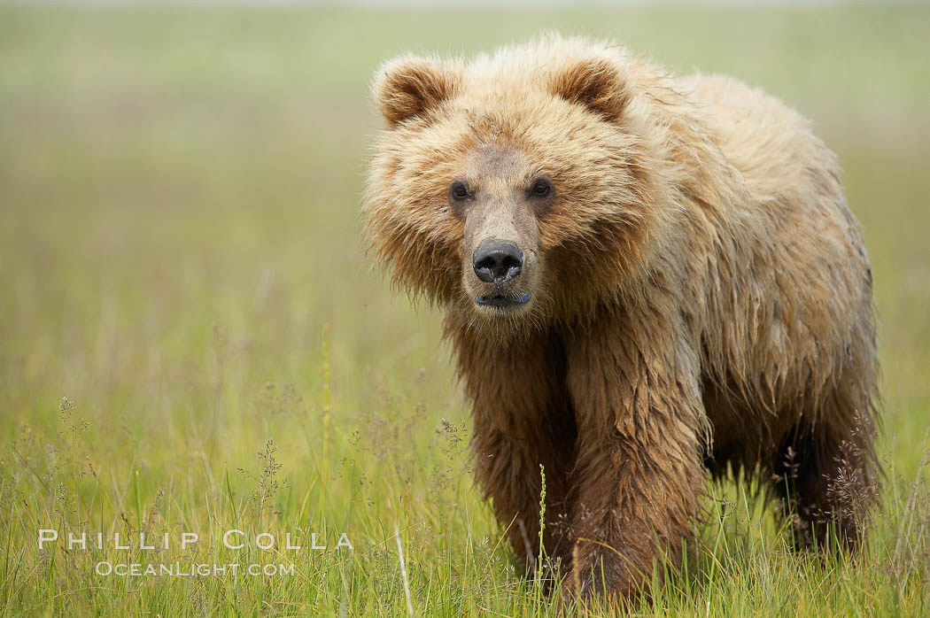 Coastal brown bear. Lake Clark National Park, Alaska, USA, Ursus arctos, natural history stock photograph, photo id 20926