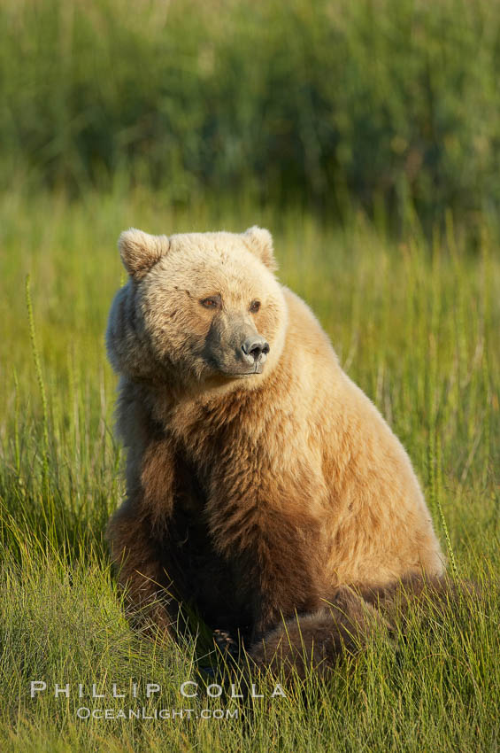 Coastal brown bear. Lake Clark National Park, Alaska, USA, Ursus arctos, natural history stock photograph, photo id 20934