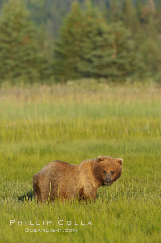 Coastal brown bear in meadow.  The tall sedge grasses in this coastal meadow are a food source for brown bears, who may eat 30 lbs of it each day during summer while waiting for their preferred food, salmon, to arrive in the nearby rivers. Lake Clark National Park, Alaska, USA, Ursus arctos, natural history stock photograph, photo id 19312