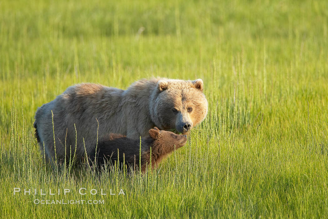 Coastal brown bear. Lake Clark National Park, Alaska, USA, Ursus arctos, natural history stock photograph, photo id 20912