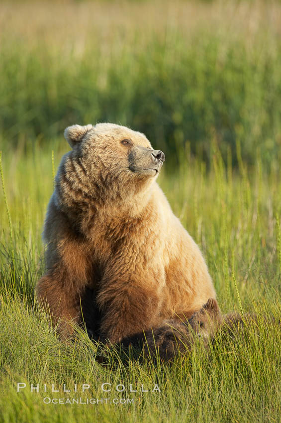 Mother brown bear sow sniffs the air, on alert for any approaching bear that may pose a threat to her three spring cubs asleep in the grass beside her., Ursus arctos, natural history stock photograph, photo id 19311