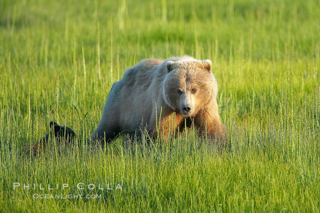 Coastal brown bear. Lake Clark National Park, Alaska, USA, Ursus arctos, natural history stock photograph, photo id 20911