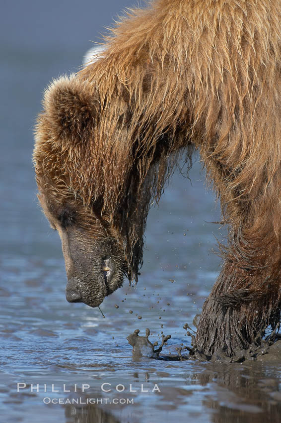 Coastal brown bear. Lake Clark National Park, Alaska, USA, Ursus arctos, natural history stock photograph, photo id 20915