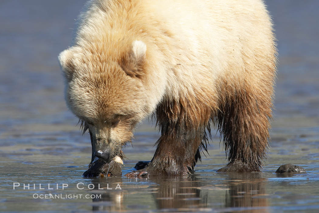 Coastal brown bear. Lake Clark National Park, Alaska, USA, Ursus arctos, natural history stock photograph, photo id 20923