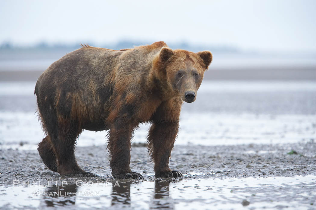 Coastal brown bear. Lake Clark National Park, Alaska, USA, Ursus arctos, natural history stock photograph, photo id 20927