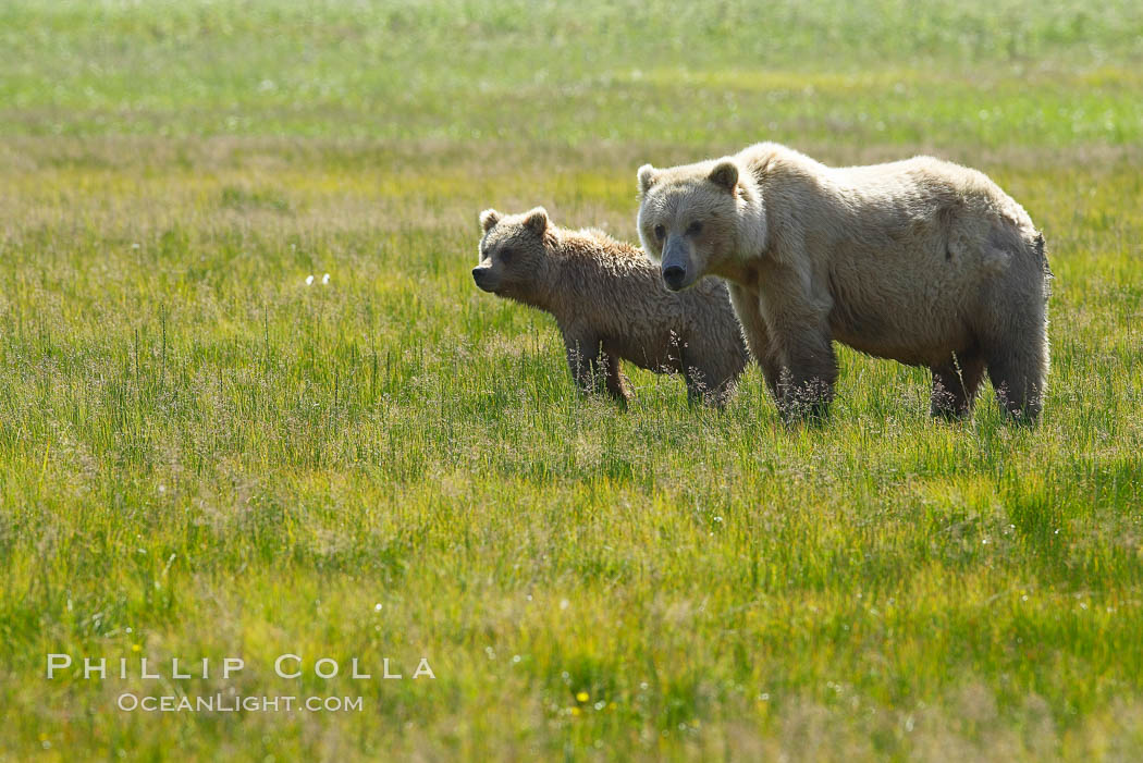 Mother and cub coastal brown bear in sedge grass meadow, Johnson River. Lake Clark National Park, Alaska, USA, Ursus arctos, natural history stock photograph, photo id 19309