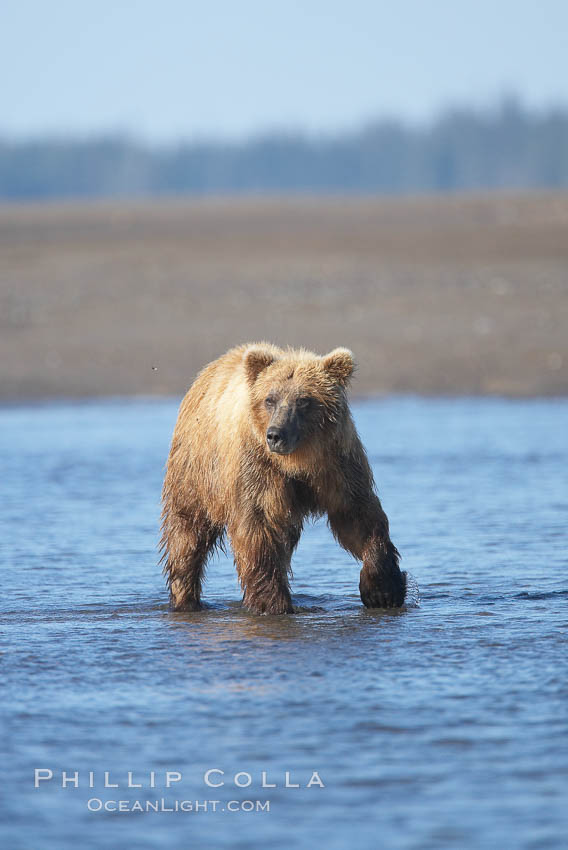 Coastal brown bear. Lake Clark National Park, Alaska, USA, Ursus arctos, natural history stock photograph, photo id 20913