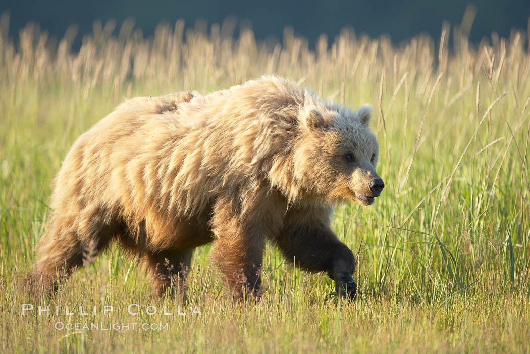 Coastal brown bear. Lake Clark National Park, Alaska, USA, Ursus arctos, natural history stock photograph, photo id 20917