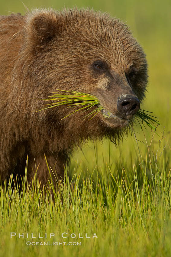Coastal brown bear. Lake Clark National Park, Alaska, USA, Ursus arctos, natural history stock photograph, photo id 20921