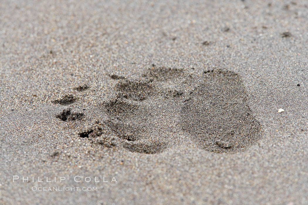 Brown bear paw print on sand. Lake Clark National Park, Alaska, USA, natural history stock photograph, photo id 19082