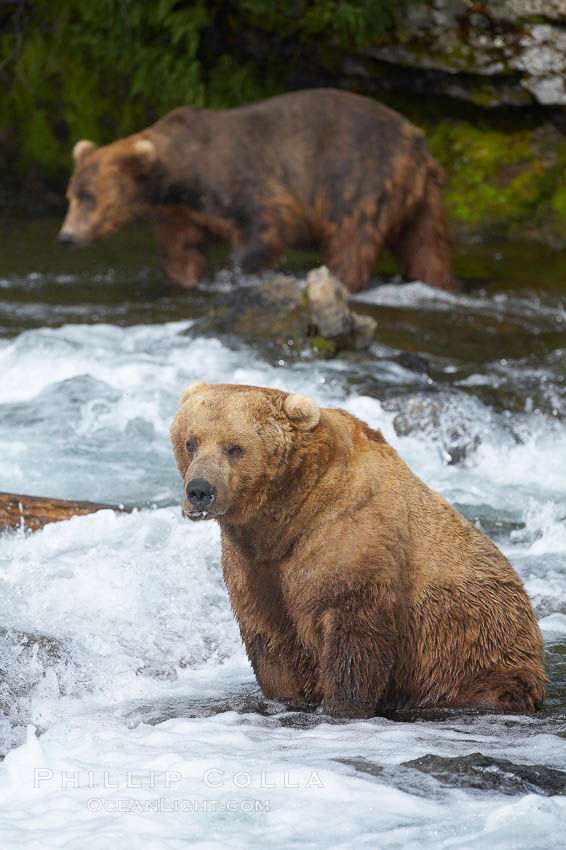 Brown bear (grizzly bear). Brooks River, Katmai National Park, Alaska, USA, Ursus arctos, natural history stock photograph, photo id 17164