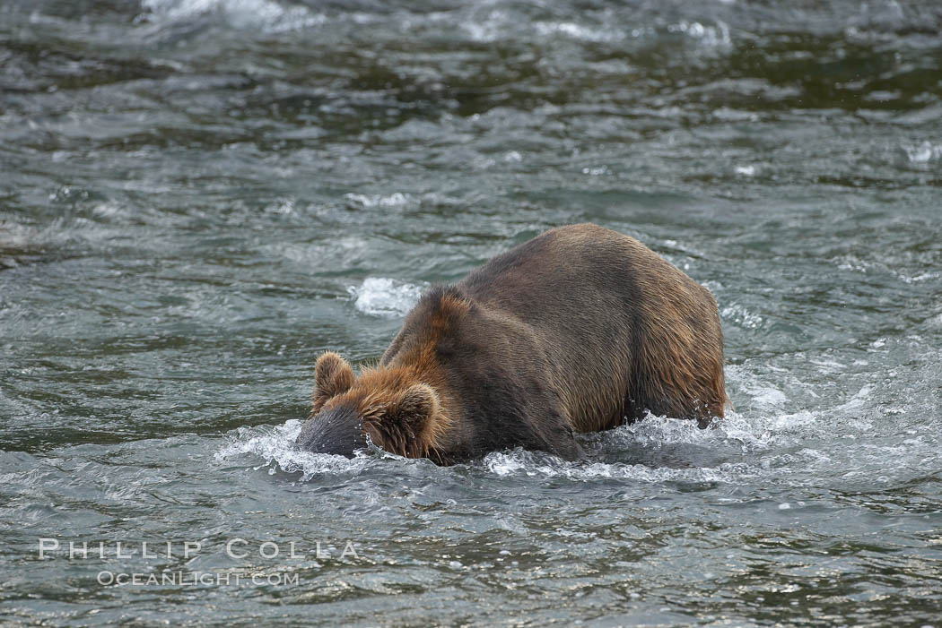 Brown bear (grizzly bear). Brooks River, Katmai National Park, Alaska, USA, Ursus arctos, natural history stock photograph, photo id 17176