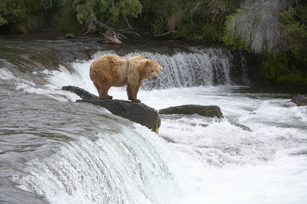 Brown bear (grizzly bear). Brooks River, Katmai National Park, Alaska, USA, Ursus arctos, natural history stock photograph, photo id 17332