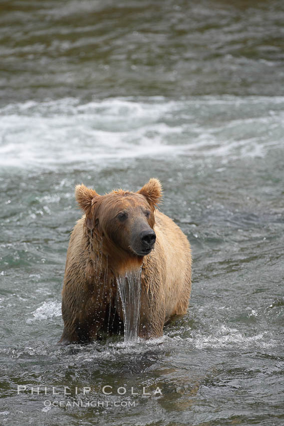Brown bear (grizzly bear). Brooks River, Katmai National Park, Alaska, USA, Ursus arctos, natural history stock photograph, photo id 17179