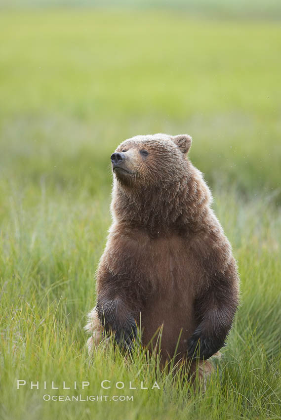 Young brown bear stands in tall sedge grass to get a better view of other approaching bears. Lake Clark National Park, Alaska, USA, Ursus arctos, natural history stock photograph, photo id 19143