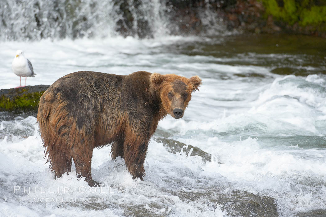 Brown bear (grizzly bear). Brooks River, Katmai National Park, Alaska, USA, Ursus arctos, natural history stock photograph, photo id 17173