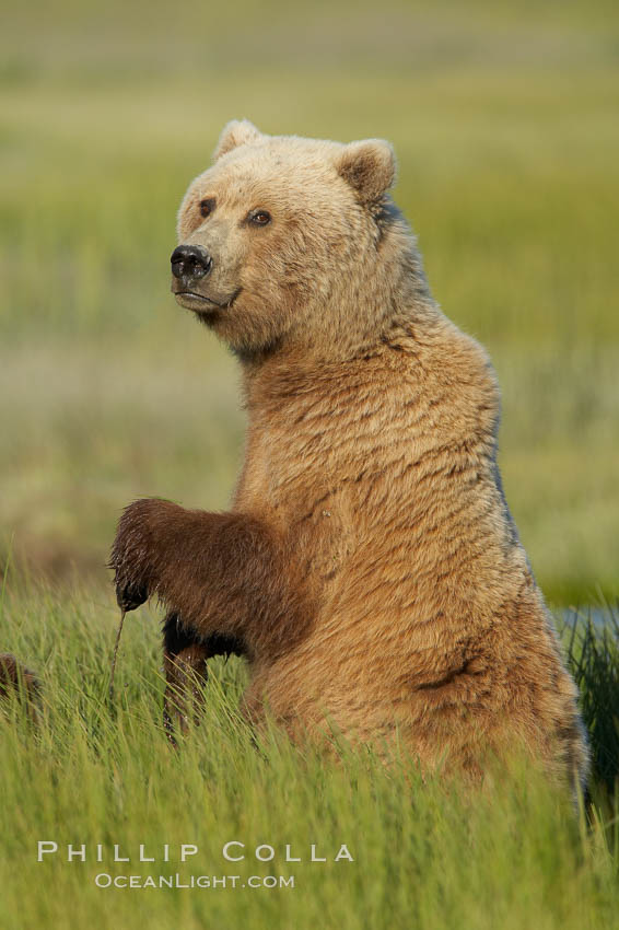 A brown bear mother (sow) stands in tall sedge grass to look for other approaching bears that may be a threat to her cubs. Lake Clark National Park, Alaska, USA, Ursus arctos, natural history stock photograph, photo id 19153