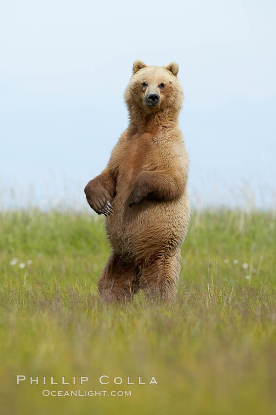 A brown bear mother (sow) stands in tall sedge grass to look for other approaching bears that may be a threat to her cubs. Lake Clark National Park, Alaska, USA, Ursus arctos, natural history stock photograph, photo id 19158