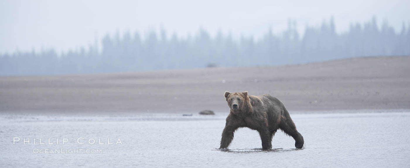 Mature male coastal brown bear boar waits on the tide flats at the mouth of Silver Salmon Creek for salmon to arrive.  Grizzly bear. Lake Clark National Park, Alaska, USA, Ursus arctos, natural history stock photograph, photo id 19178