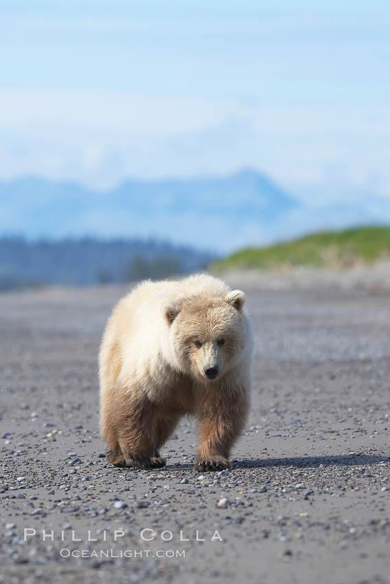 Juvenile female coastal brown bear walks on beach. Lake Clark National Park, Alaska, USA, Ursus arctos, natural history stock photograph, photo id 19164