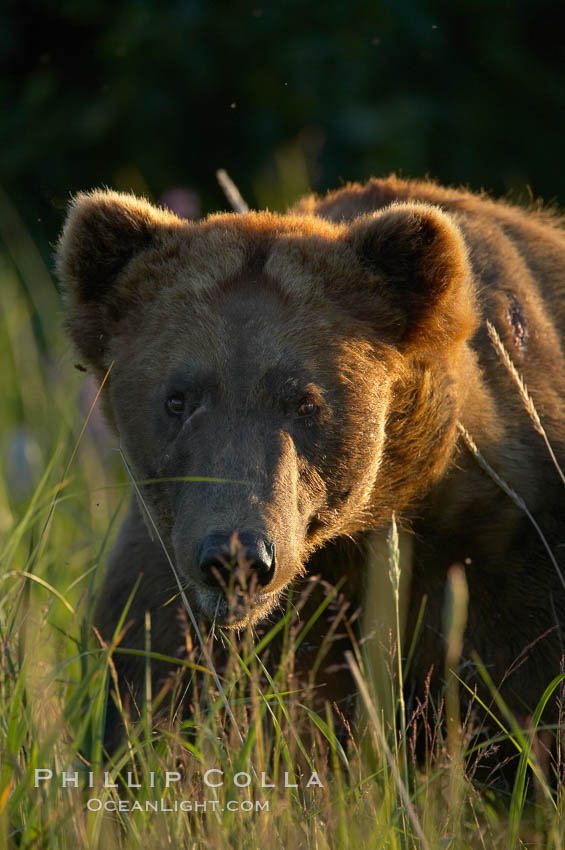 Mature male brown bear boat walks in tall sedge grass. Lake Clark National Park, Alaska, USA, Ursus arctos, natural history stock photograph, photo id 19172