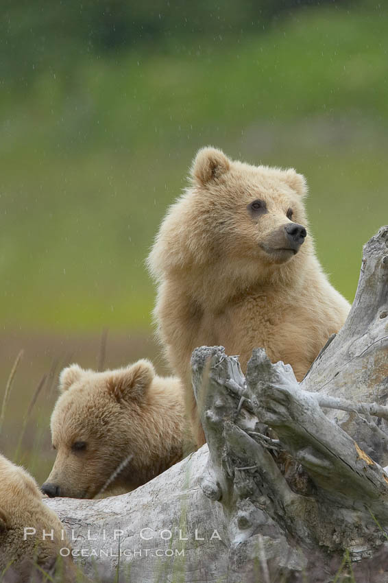 Brown bear cubs.  These cubs are one and a half years old and have yet to leave their mother.  They will be on their own and have to fend for themselves next summer. Lake Clark National Park, Alaska, USA, Ursus arctos, natural history stock photograph, photo id 19180