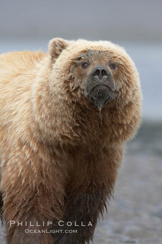 Coastal brown bear on sand flats at low tide. Lake Clark National Park, Alaska, USA, Ursus arctos, natural history stock photograph, photo id 19163