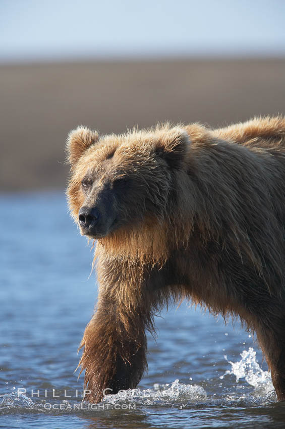 Coastal brown bear forages for salmon returning from the ocean to Silver Salmon Creek.  Grizzly bear. Lake Clark National Park, Alaska, USA, Ursus arctos, natural history stock photograph, photo id 19167