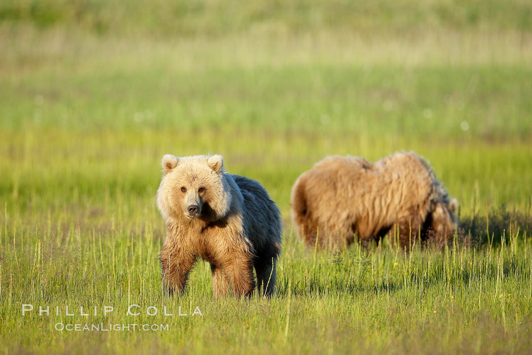 Juvenile brown bears near Johnson River.  Before reaching adulthood and competition for mating, it is common for juvenile brown bears to seek one another for companionship after leaving the security of their mothers. Lake Clark National Park, Alaska, USA, Ursus arctos, natural history stock photograph, photo id 19171