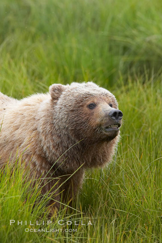 Coastal brown bear in meadow.  The tall sedge grasses in this coastal meadow are a food source for brown bears, who may eat 30 lbs of it each day during summer while waiting for their preferred food, salmon, to arrive in the nearby rivers. Lake Clark National Park, Alaska, USA, Ursus arctos, natural history stock photograph, photo id 19183