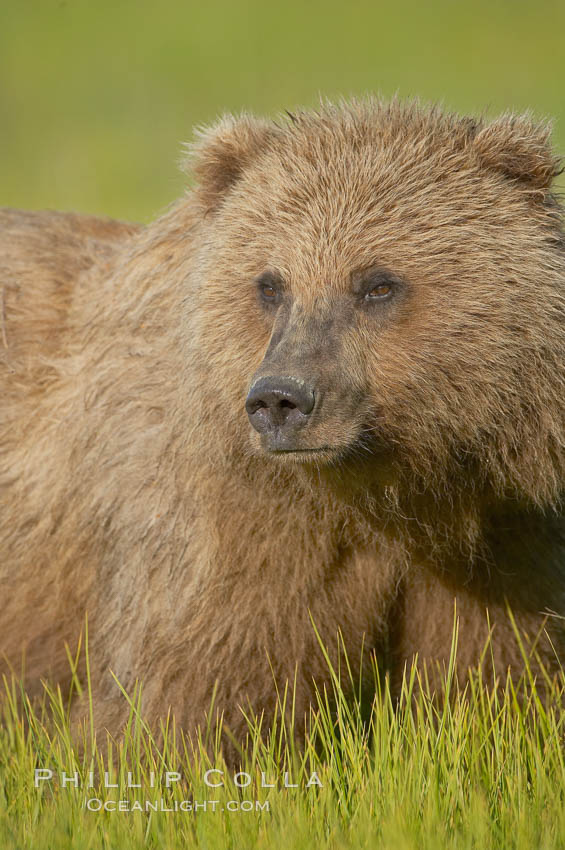 Portrait of a young brown bear, pausing while grazing in tall sedge grass.  Brown bears can consume 30 lbs of sedge grass daily, waiting weeks until spawning salmon fill the rivers. Lake Clark National Park, Alaska, USA, Ursus arctos, natural history stock photograph, photo id 19157