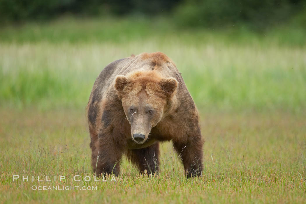 Full grown, mature male coastal brown bear boar (grizzly bear) in sedge grass meadows. Lake Clark National Park, Alaska, USA, Ursus arctos, natural history stock photograph, photo id 19161