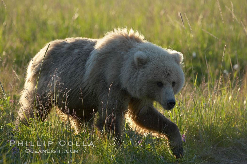 Coastal brown bear (grizzly bear) walks sedge grass meadow near Silver Salmon Creek. Lake Clark National Park, Alaska, USA, Ursus arctos, natural history stock photograph, photo id 19169