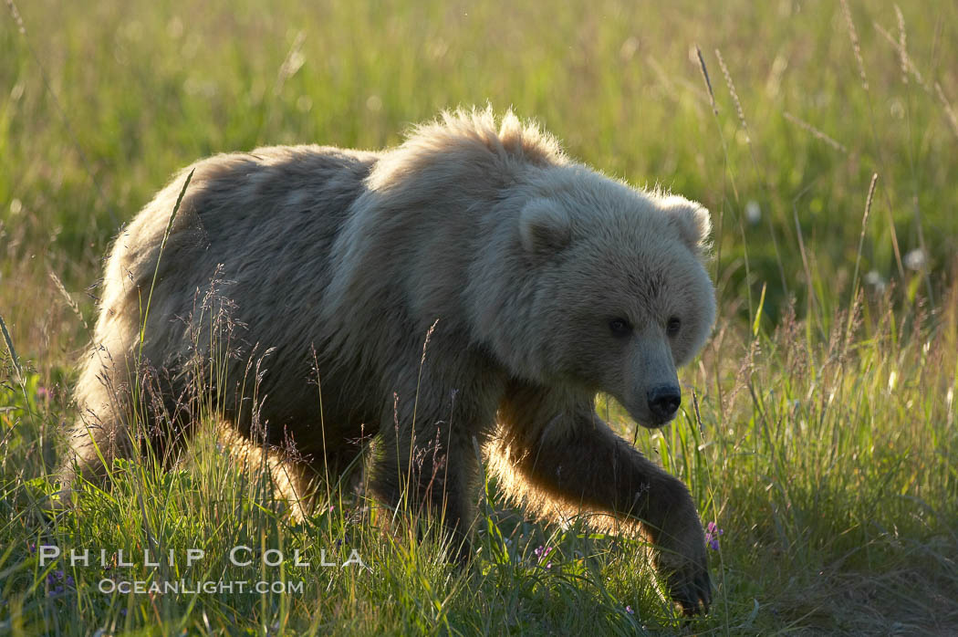 Coastal brown bear (grizzly bear) walks sedge grass meadow near Silver Salmon Creek. Lake Clark National Park, Alaska, USA, Ursus arctos, natural history stock photograph, photo id 19169