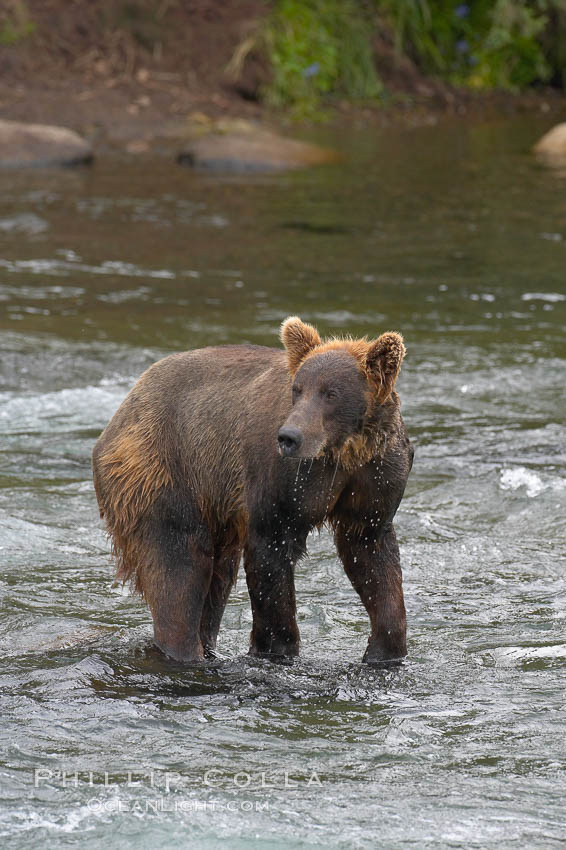 Brown bear (grizzly bear). Brooks River, Katmai National Park, Alaska, USA, Ursus arctos, natural history stock photograph, photo id 17142