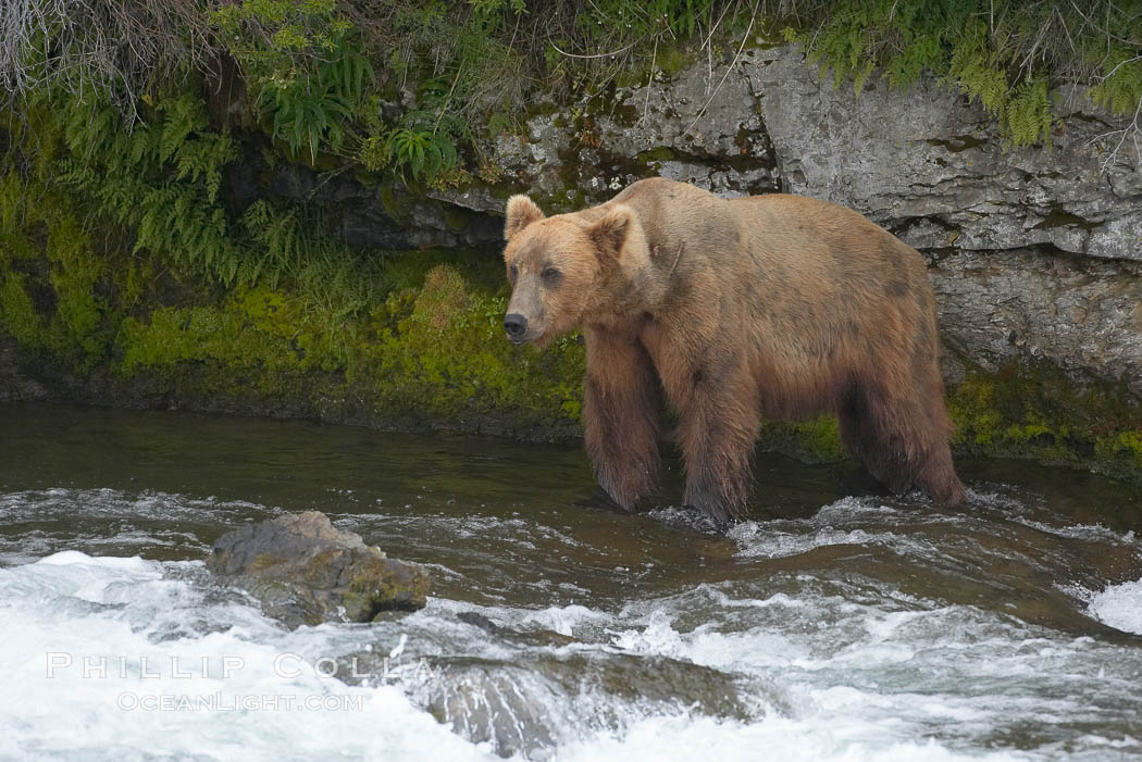 Brown bear (grizzly bear). Brooks River, Katmai National Park, Alaska, USA, Ursus arctos, natural history stock photograph, photo id 17146